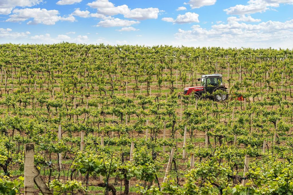 Vignoble du Beaujolais avec un tracteur qui passe