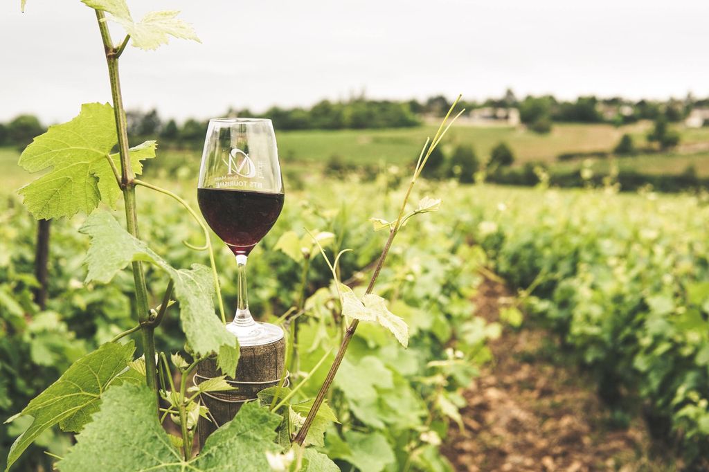 Vignoble Bordelais avec un verre de vin rouge