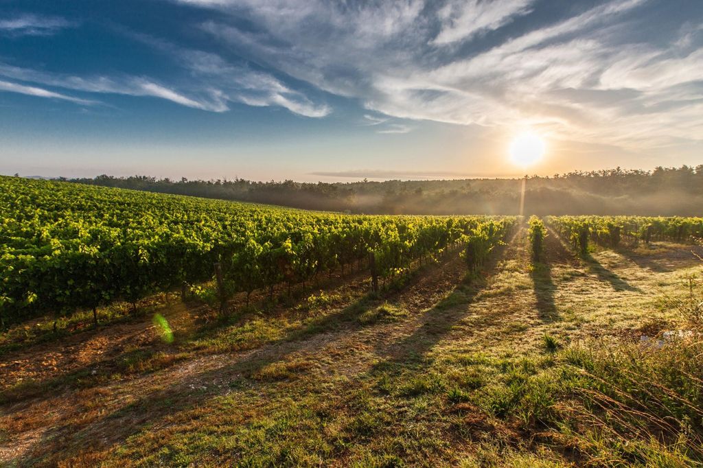 Vignoble de Bourgogne avec un coucher de soleil