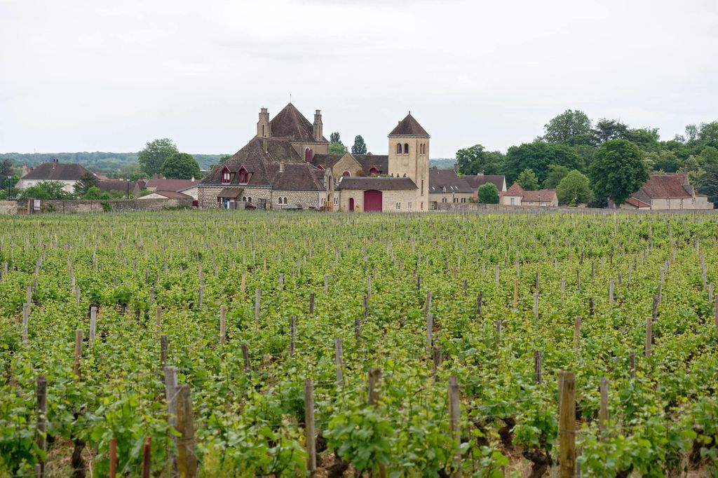 Vignoble du Languedoc Roussillon avec un village en fond