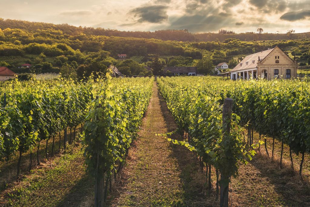 Vignoble Vallée du Rhône au crépuscule