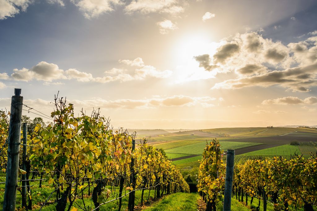 Vignoble de la Vallée du Rhône sous un coucher de soleil