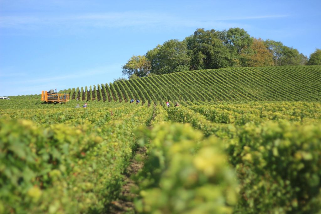 Vignoble de la Vallée de la Loire avec un tracteur qui y passe