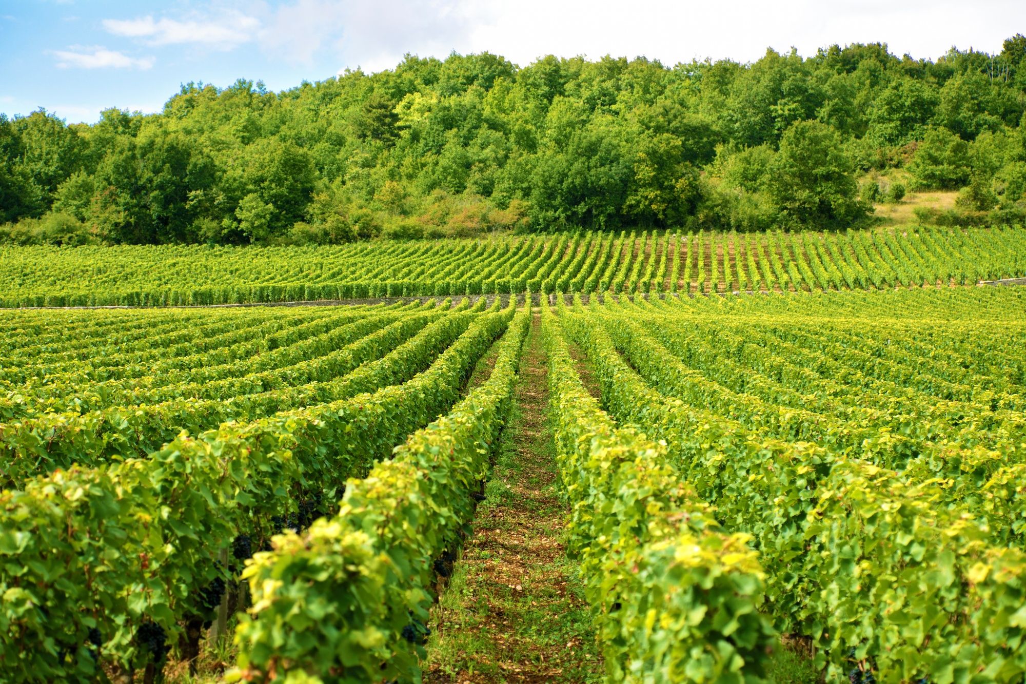 Vignoble sous un ciel bleu