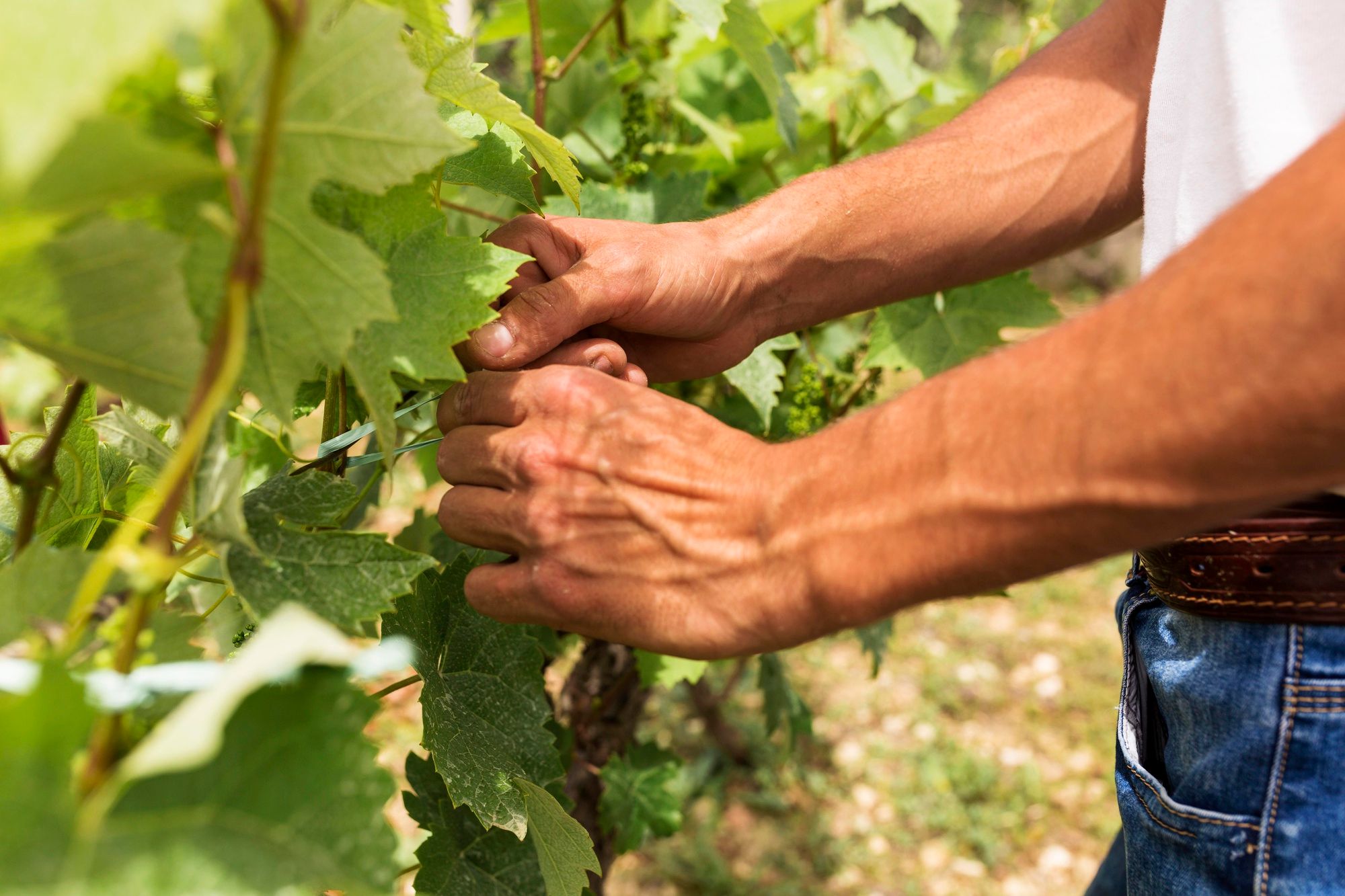 Vigneron qui recolte ses grappes de raisin