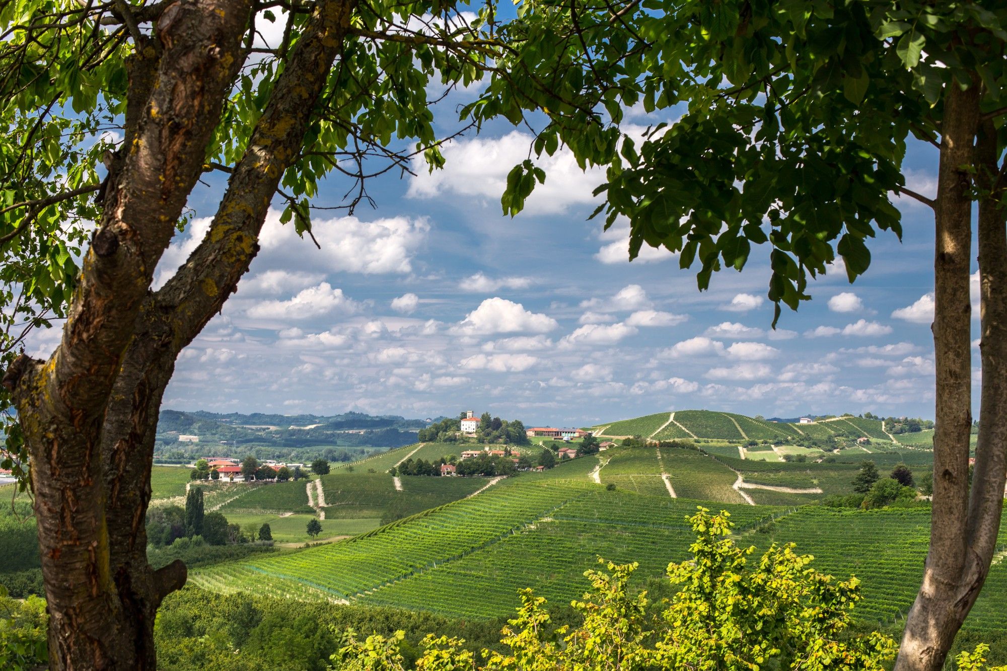 Vignoble alsacien avec village - wirestock - Freepik