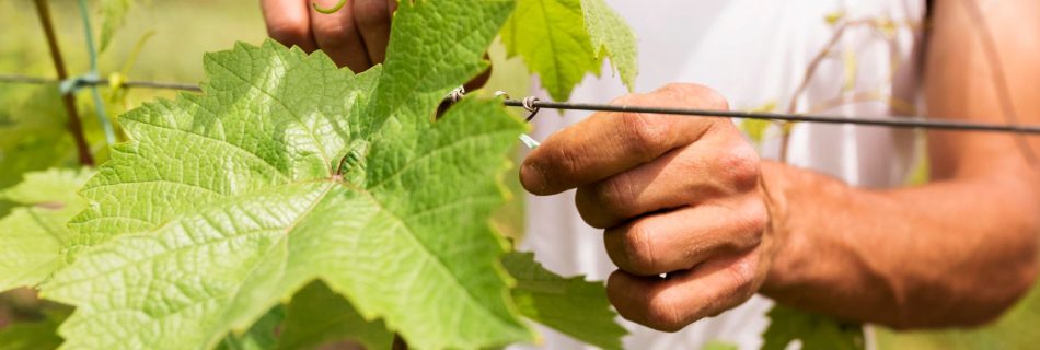 Vigneron avec sa vigne - Freepik