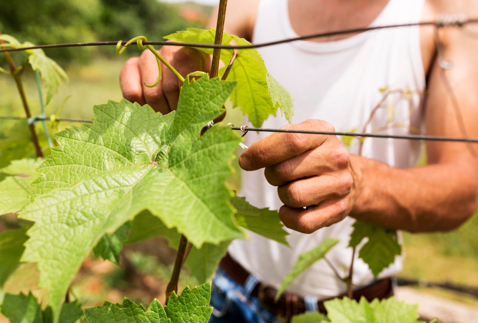 Vigneron avec sa vigne - Freepik