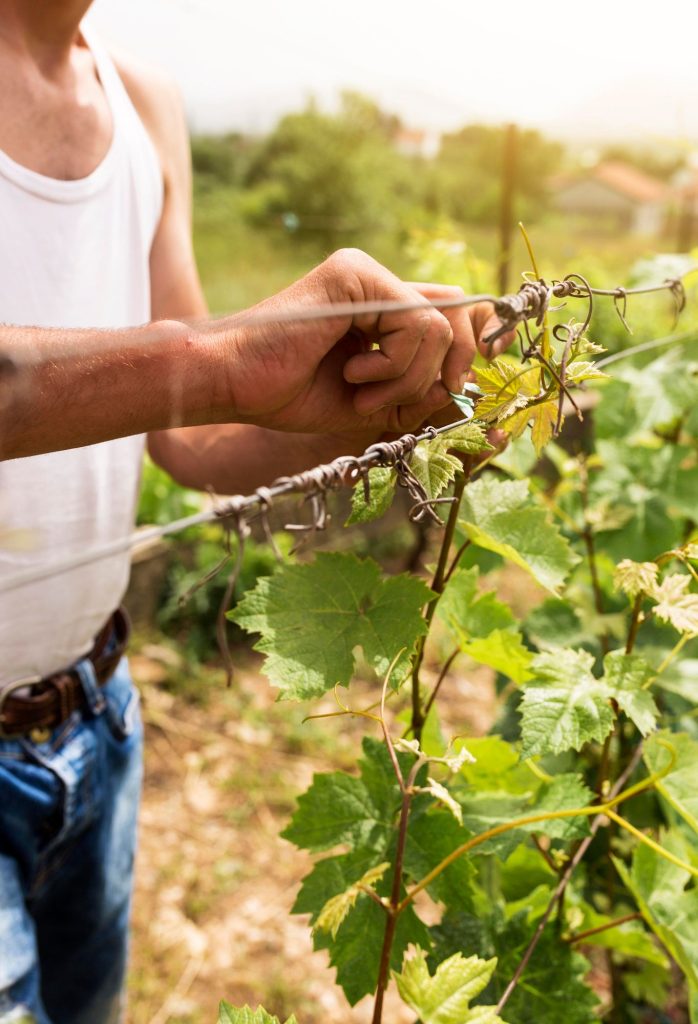 Vigneron qui s'occupe de sa vigne - Freepik